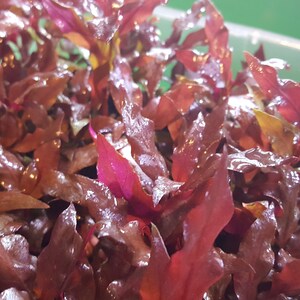 Alternanthera Reineckii, Telanthera Cardinalis, Fully Red and Rooted, Midground, Pearlingplants Freshwater Live Aquarium Plants EXTRA image 3