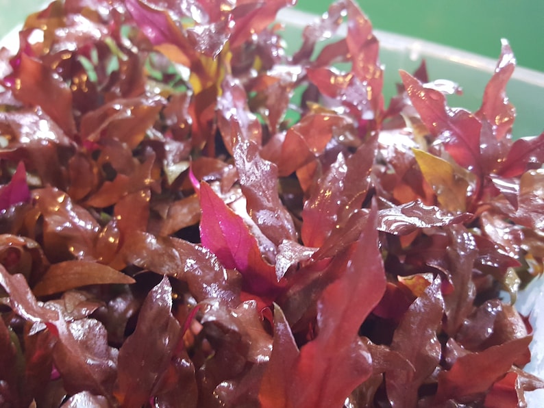 Alternanthera Reineckii, Telanthera Cardinalis, Fully Red and Rooted, Midground, Pearlingplants Freshwater Live Aquarium Plants EXTRA image 3