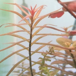 Ludwigia Arcuata, Red Needle Leaf, Background, Midground Pearlingplants Freshwater Live Aquarium Plants EXTRA image 3