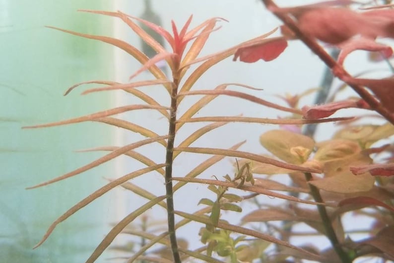 Ludwigia Arcuata, Red Needle Leaf, Background, Midground Pearlingplants Freshwater Live Aquarium Plants EXTRA image 3