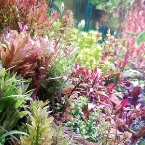 Elite Selection 1, bundle, package, (Pearlingplants) Freshwater Live Aquarium Plants + EXTRA