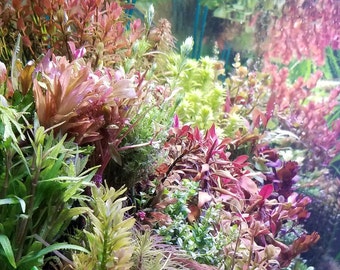 Elite Selection 1, bundle, package, (Pearlingplants) Freshwater Live Aquarium Plants + EXTRA