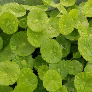 Hydrocotyle Verticillata, Rare Pearlingplants Freshwater Live Aquarium Plants EXTRA image 5