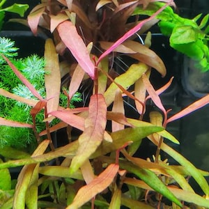 Persicaria sp Kawagoeanum, (Pearlingplants) Freshwater Live Aquarium Plants + EXTRA
