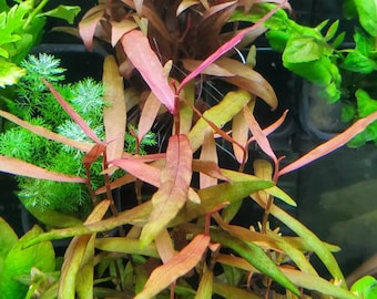 Persicaria sp Kawagoeanum, (Pearlingplants) Freshwater Live Aquarium Plants + EXTRA
