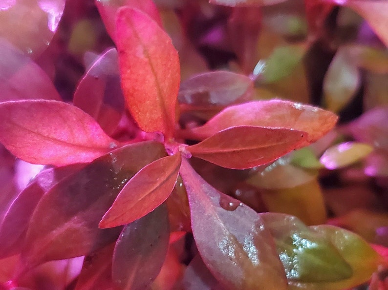 4 Kinds Rotala Variety 2, Ludwigia Repens x Arcuata, A. Reineckii Ocipus, Bacopa Sp. Colorata Pearlingplants Live Aquarium Plants image 5