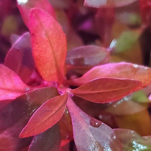 Alternanthera Reineckii Ocipus Rare, Background, Midground (Pearlingplants) Freshwater Live Aquarium Plants + EXTRA