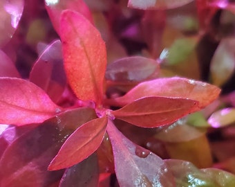 Alternanthera Reineckii Ocipus Rare, Background, Midground (Pearlingplants) Freshwater Live Aquarium Plants + EXTRA