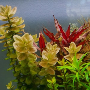 4 Kinds Bacopa C. Red, L. Cardinalis, Small Form, Rotala Macrandra Green, Hygrophila Difformis Pearlingplants Live Aquarium Plants image 1