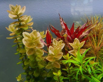 4 Kinds (Bacopa C. Red, L. Cardinalis, Small Form, Rotala Macrandra Green, Hygrophila Difformis) (Pearlingplants)  Live Aquarium Plants