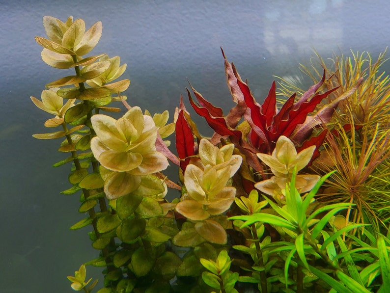 4 Kinds Bacopa C. Red, L. Cardinalis, Small Form, Rotala Macrandra Green, Hygrophila Difformis Pearlingplants Live Aquarium Plants image 1