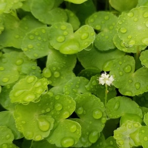 Hydrocotyle Leucocephala, Brazilian Pennywort, Floater, Background, Midground, Pearlingplants Freshwater Live Aquarium Plants EXTRA image 4