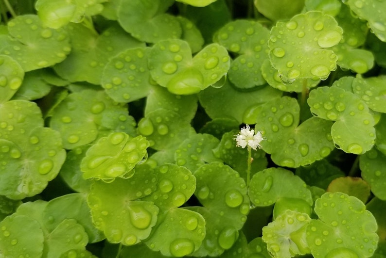 Hydrocotyle Leucocephala, Brazilian Pennywort, Floater, Background, Midground, Pearlingplants Freshwater Live Aquarium Plants EXTRA image 4