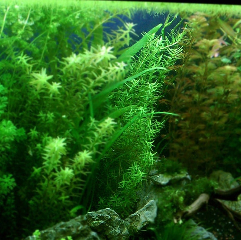 Rotala Sp Green, Freshwater Live Aquarium Plants, Background, Midground Pearlingplants Freshwater Live Aquarium Plants EXTRA image 9