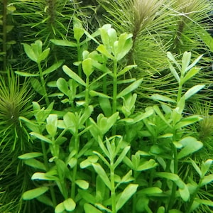 May include: A close-up of a lush green aquarium plant with long, thin leaves. The plant is growing in a tank with other plants in the background.