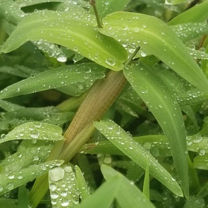 May include: Close-up of vibrant green grass blades covered in glistening water droplets. The leaves are long and slender, with a few brown stems visible. The image captures a fresh, dewy scene.