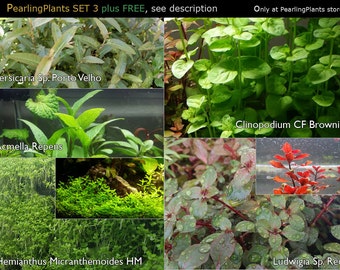 PearlingPlants Selection 3, (Pearlingplants) Freshwater Live Aquarium Plants + EXTRA