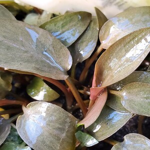 Cryptocoryne Beckettii Petchii Pink with Roots Rare, Background, Midground, Pearlingplants Freshwater Live Aquarium Plants EXTRA image 5