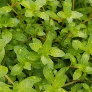 Ludwigia Arcuata, Red Needle Leaf, Background, Midground Pearlingplants Freshwater Live Aquarium Plants EXTRA image 4