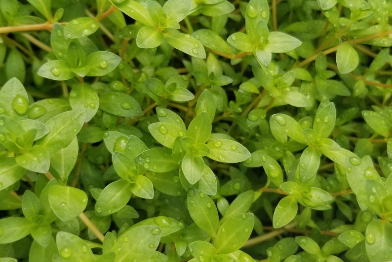 Ludwigia Arcuata, Red Needle Leaf, Background, Midground Pearlingplants Freshwater Live Aquarium Plants EXTRA image 4