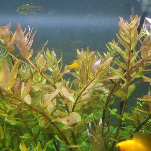 Rotala Macandra Green, Background, Pearlingplants Freshwater Live Aquarium Plants EXTRA image 6