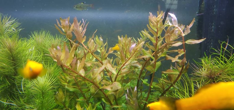 Rotala Macandra Green, Background, Pearlingplants Freshwater Live Aquarium Plants EXTRA image 6