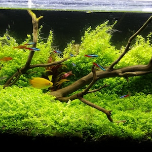 Hemianthus Callitrichoides, HC Baby Tears Dwarf, Foreground, Carpet, Pearlingplants Freshwater Live Aquarium Plants EXTRA image 7