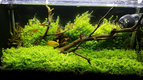 Hemianthus Callitrichoides Hc Baby Tears Dwarf Freshwater Etsy