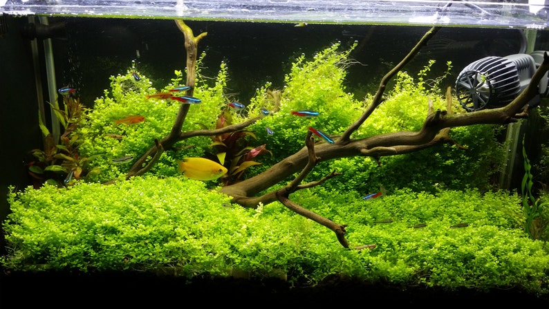 Hemianthus Callitrichoides, HC Baby Tears Dwarf, Foreground, Carpet, Pearlingplants Freshwater Live Aquarium Plants EXTRA image 7