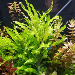 Hygrophila Corymbosa Siamensis, Background, Midground (Pearlingplants) Freshwater Live Aquarium Plants + EXTRA