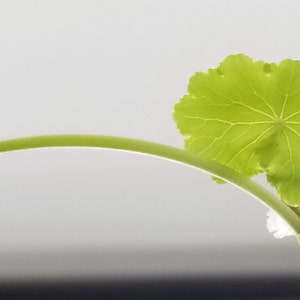 Hydrocotyle Leucocephala, Brazilian Pennywort, Floater, Background, Midground, Pearlingplants Freshwater Live Aquarium Plants EXTRA image 5