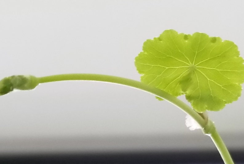 Hydrocotyle Leucocephala, Brazilian Pennywort, Floater, Background, Midground, Pearlingplants Freshwater Live Aquarium Plants EXTRA image 5