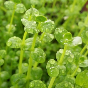 Lindernia Rotundifolia, Background, Midground (Pearlingplants) Freshwater Live Aquarium Plants + EXTRA