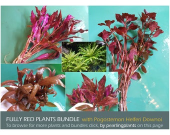 Fully RED Plants with Pogostemon Helferi Downoi, bundle, (Pearlingplants) Freshwater Live Aquarium Plants + EXTRA