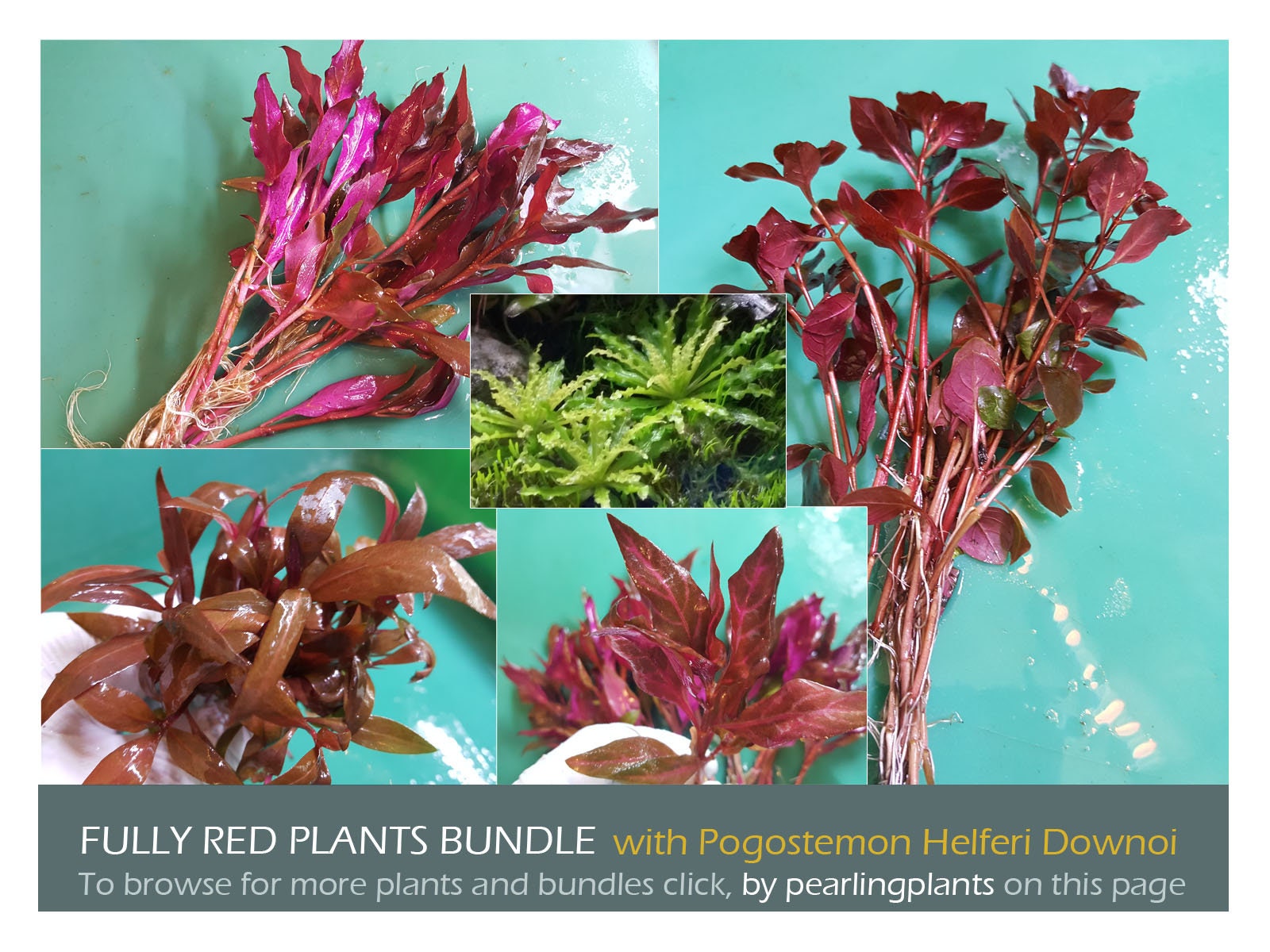 Fully RED With Pogostemon Helferi Downoi Freshwater -