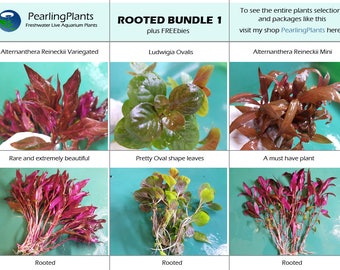 ROOTED BUNDLE 1, Background, Midground, Bundle, Package (Pearlingplants) Freshwater Live Aquarium Plants + EXTRA