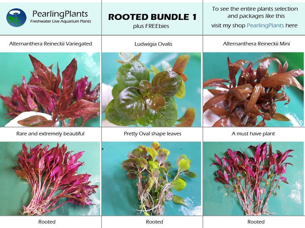 Elite Selection 3, Bundle, Package, pearlingplants Freshwater Live Aquarium  Plants, Plus EXTRA 