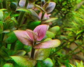 Bacopa Salzmannii Rare, Purple Bacopa,  (Pearlingplants) Freshwater Live Aquarium Plants + EXTRA