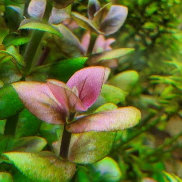 Bacopa Salzmannii Rare, Purple Bacopa,  (Pearlingplants) Freshwater Live Aquarium Plants + EXTRA