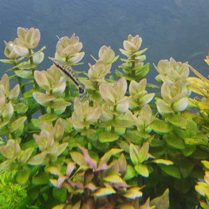 Bacopa Caroliniana Red, Background, Midground, Pearlingplants Freshwater Live Aquarium Plants EXTRA image 7