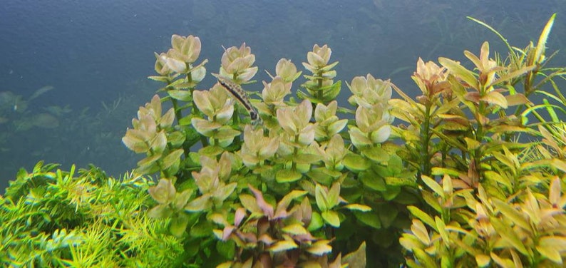 Bacopa Caroliniana Red, Background, Midground, Pearlingplants Freshwater Live Aquarium Plants EXTRA image 7