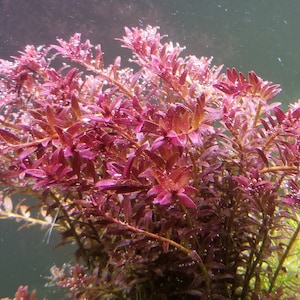 4 Kinds Hedyotis Salzmannii, Ludwigia Ovalis, Rotala Coin Leaf, Clinopodium cf Brownei Pearlingplants Live Aquarium Plants EXTRA image 5