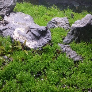 Hemianthus Callitrichoides, HC Baby Tears Dwarf, Foreground, Carpet, Pearlingplants Freshwater Live Aquarium Plants EXTRA image 8