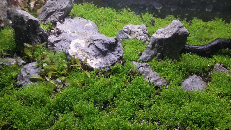 Hemianthus Callitrichoides, HC Baby Tears Dwarf, Foreground, Carpet, Pearlingplants Freshwater Live Aquarium Plants EXTRA image 8