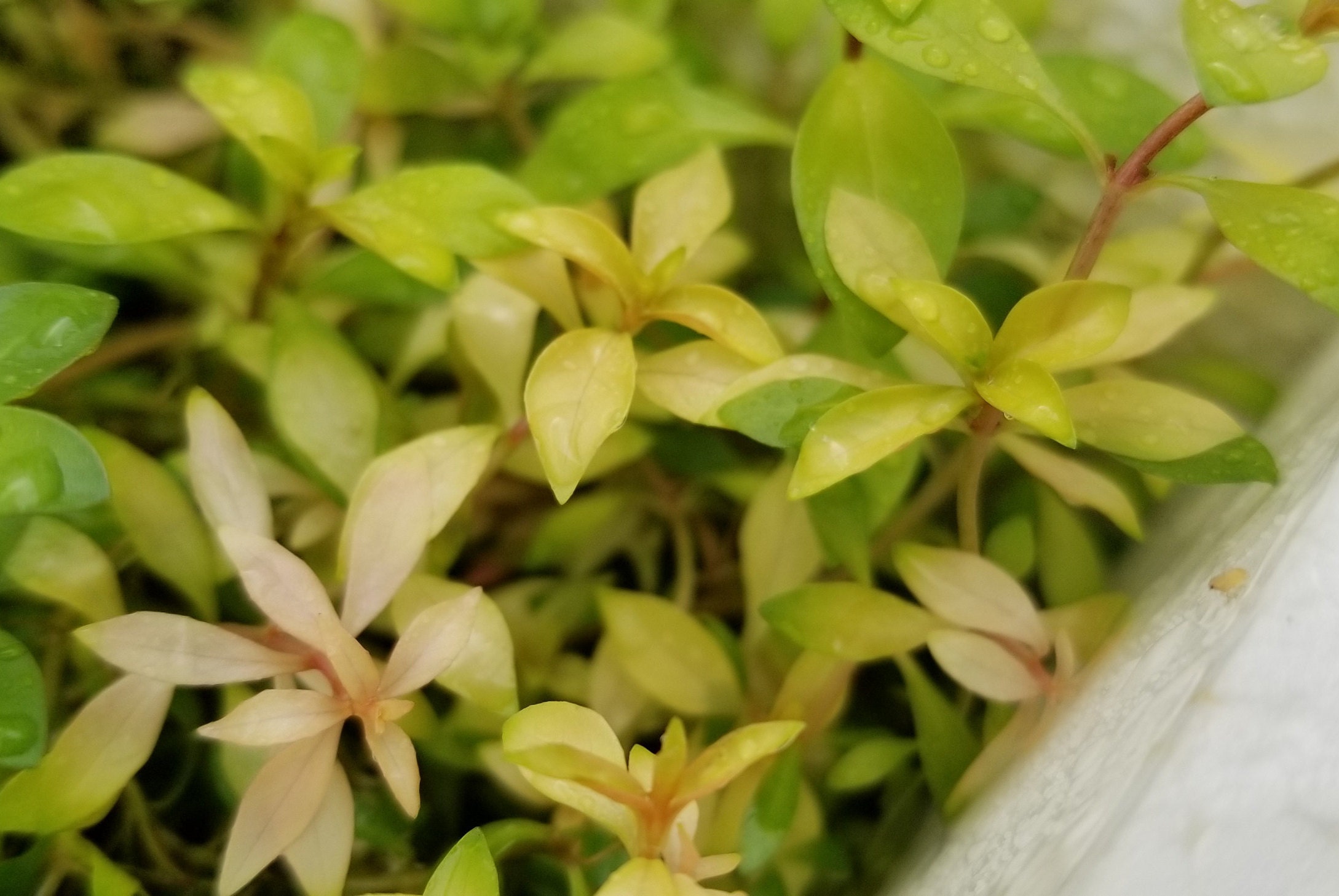 Ludwigia Repens X Arcuata, Background, (pearlingplants) Freshwater Live  Aquarium Plants + EXTRA - Etsy, image size:2178x1458