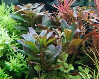 Ludwigia Sphaerocarpa Red, Rare, Background, Midground, (Pearlingplants) Freshwater Live Aquarium Plants + EXTRA