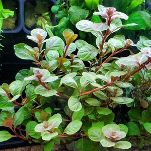 Ludwigia Ovalis Pink Rare, Background, Midground, Pearlingplants Freshwater Live Aquarium Plants EXTRA image 2