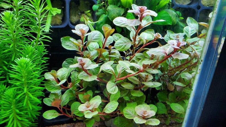 Ludwigia Ovalis Pink Rare, Background, Midground, Pearlingplants Freshwater Live Aquarium Plants EXTRA image 2