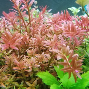 4 Kinds Rotala Variety 2, Ludwigia Repens x Arcuata, A. Reineckii Ocipus, Bacopa Sp. Colorata Pearlingplants Live Aquarium Plants image 1