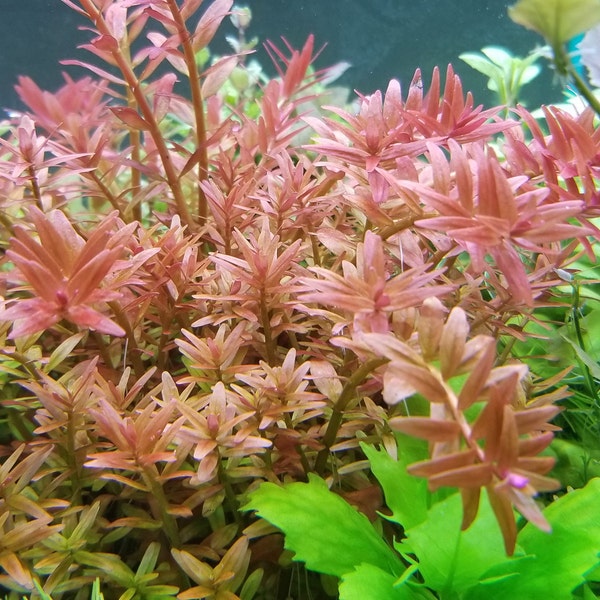 4 Kinds (Rotala Variety 2, Ludwigia Repens x Arcuata, A. Reineckii Ocipus, Bacopa Sp. Colorata)  (Pearlingplants) Live Aquarium Plants